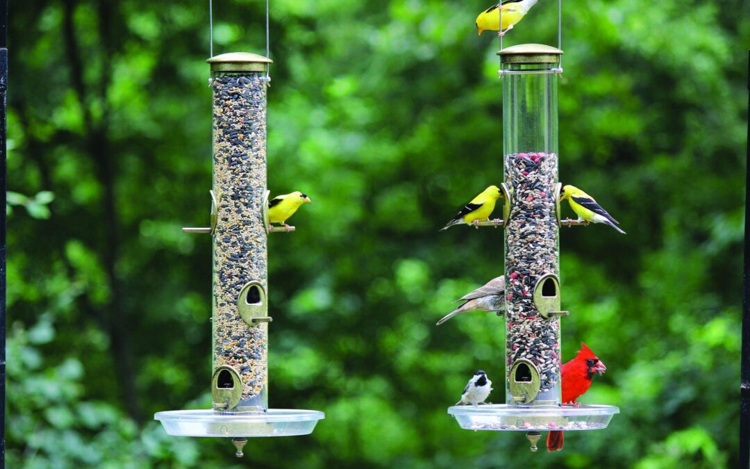 Feeling Stressed or Anxious? Research Says Feed the Birds